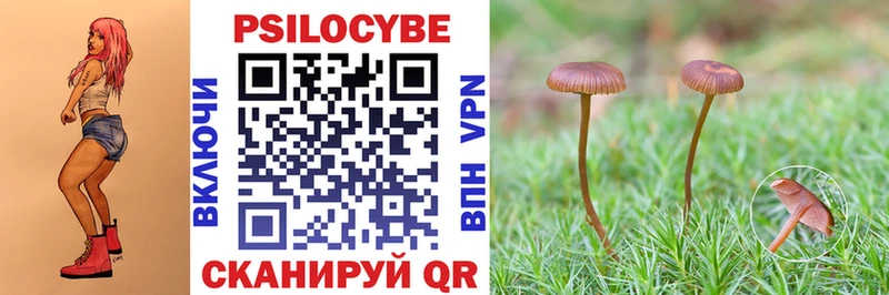 где купить наркоту Жиздра Галлюциногенные грибы мицелий